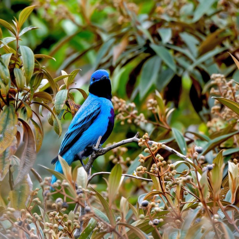 Lovely Cotinga CRG