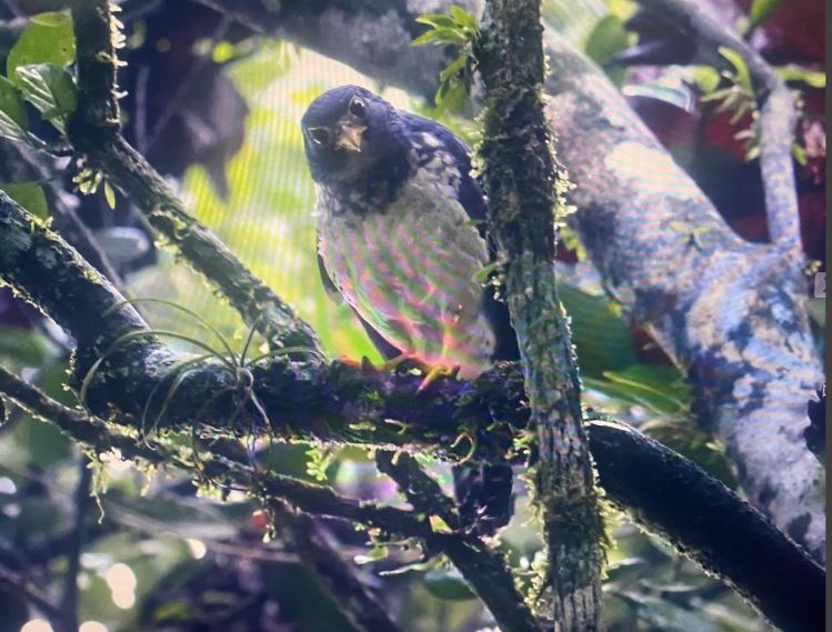 Slaty-backed Forest-Falcon, Costa Rica Gateway